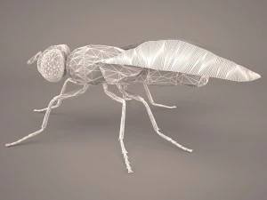 musca domestica 3D Model