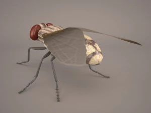 musca domestica 3D Model
