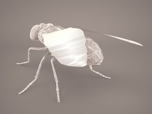 musca domestica Model 3D