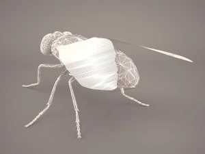 musca domestica 3D Model