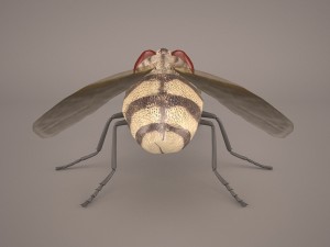 musca domestica Model 3D