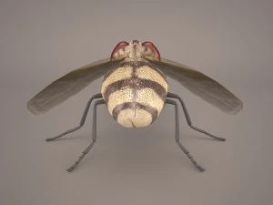musca domestica 3D Model