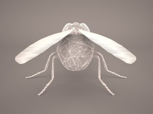 musca domestica Model 3D