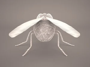 musca domestica 3D Model