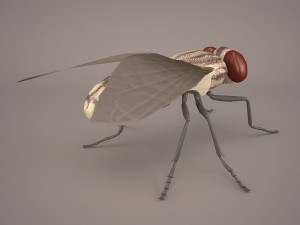 musca domestica Model 3D