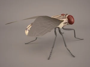 musca domestica 3D Model