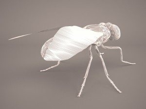 musca domestica Model 3D