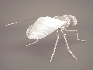musca domestica 3D Model