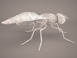 musca domestica Model 3D