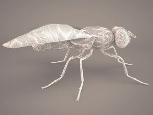 musca domestica 3D Model
