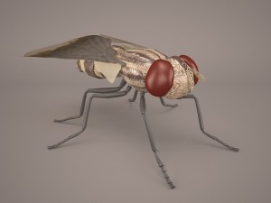 musca domestica Model 3D