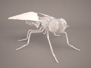 musca domestica Model 3D