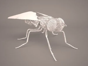 musca domestica 3D Model