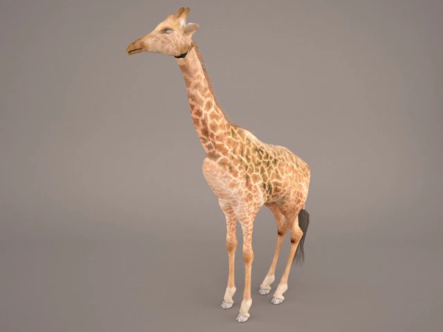 giraffe 3D Model .c4d .max .obj .3ds .fbx .stl .blend 