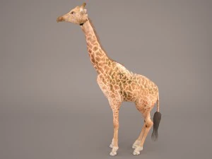 giraffe 3D Model