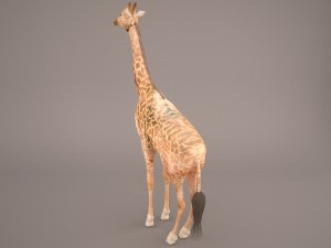 giraffe Model 3D