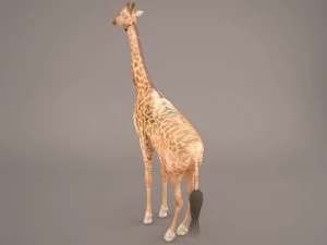 giraffe 3D Model