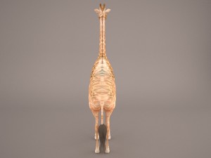 giraffe Model 3D