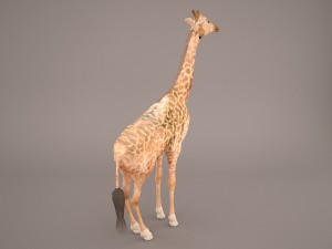 giraffe Model 3D