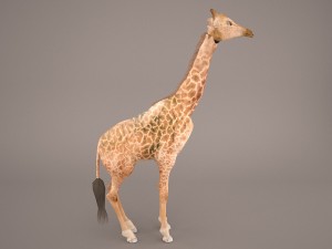 giraffe Model 3D