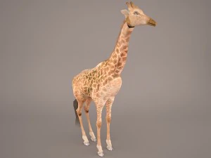 giraffe 3D Model