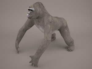 gorilla 3Dモデル