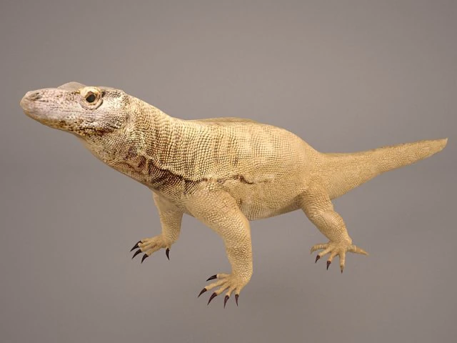 komodo dragon 3D Model .c4d .max .obj .3ds .fbx .stl .blend 