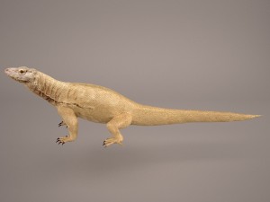 komodo dragon 3D मॉडल