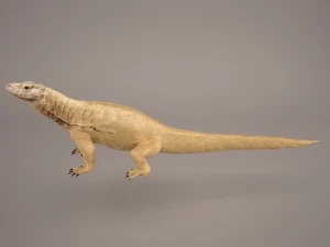komodo dragon 3D Model