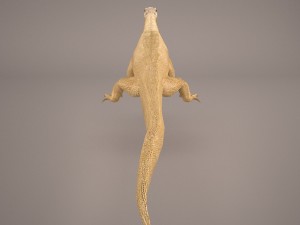 komodo dragon 3D मॉडल