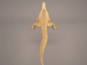 komodo dragon 3D Model