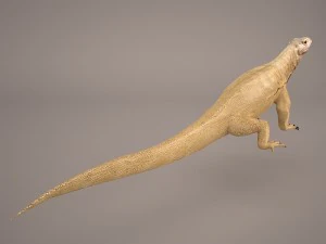 komodo dragon 3D Model