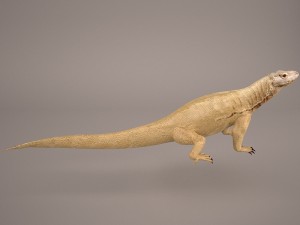 komodo dragon 3D मॉडल