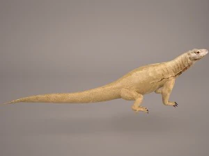 komodo dragon 3D Model