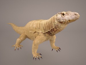 komodo dragon 3D मॉडल