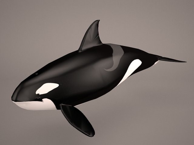 orca whale 3Dモデル .c4d .max .obj .3ds .fbx .stl .blend 