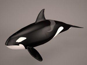 orca whale 3D Model