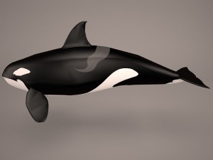 orca whale 3Dモデル