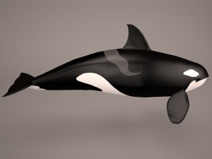 orca whale 3Dモデル