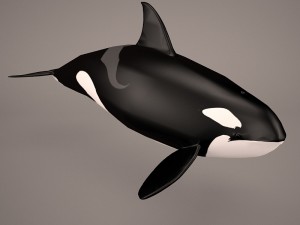 orca whale 3Dモデル
