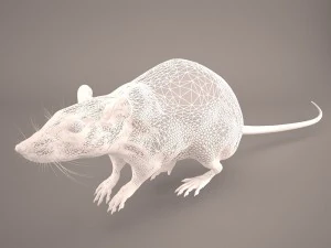 tikus 1 Model 3D