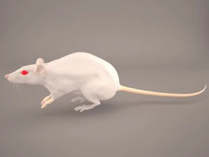 tikus 1 Model 3D