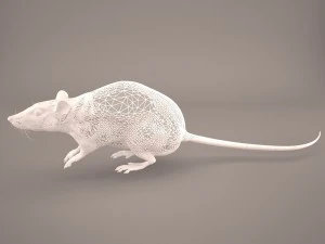 tikus 1 Model 3D