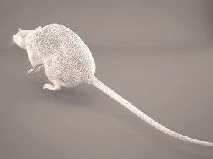 tikus 1 Model 3D