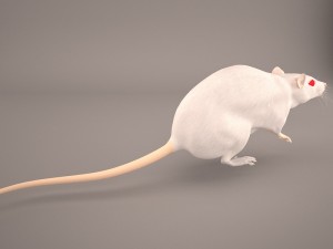 mouse 1 3D Model