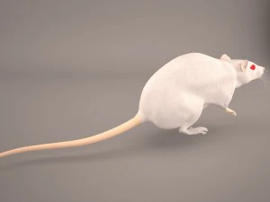 tikus 1 Model 3D