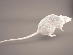 tikus 1 Model 3D