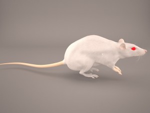 mouse 1 3D Model