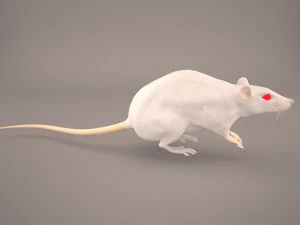 tikus 1 Model 3D