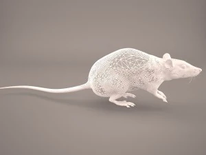 tikus 1 Model 3D
